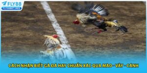Cách nhận biết gà đá hay