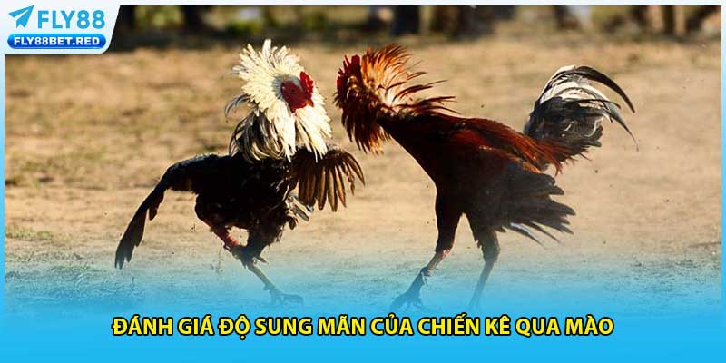 Đánh giá độ sung mãn của chiến kê qua mào