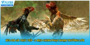 Kèo đá gà trực tiếp