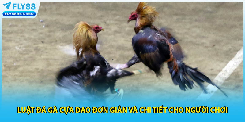 Luật đá gà cựa dao đơn giản và chi tiết cho người chơi